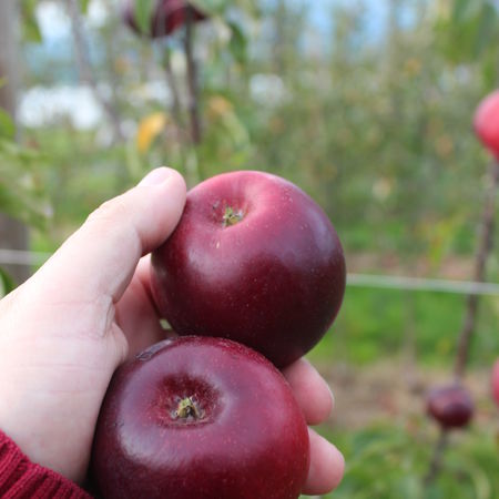 SÃ¤ulenapfel MaliniÂ® Black Beauty