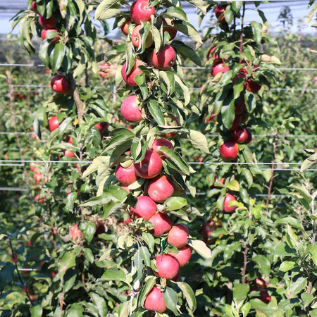 SÃ¤ulenapfel MaliniÂ® Topmodel