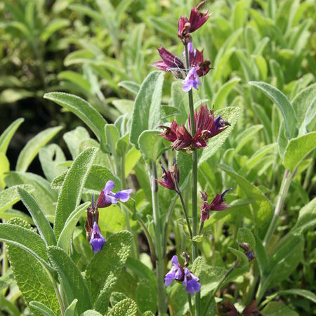 Salvia lavandulifolia