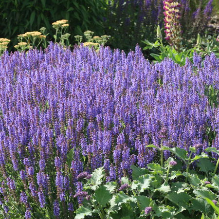 Salvia nemorosa 'BlauhÃ¼gel'