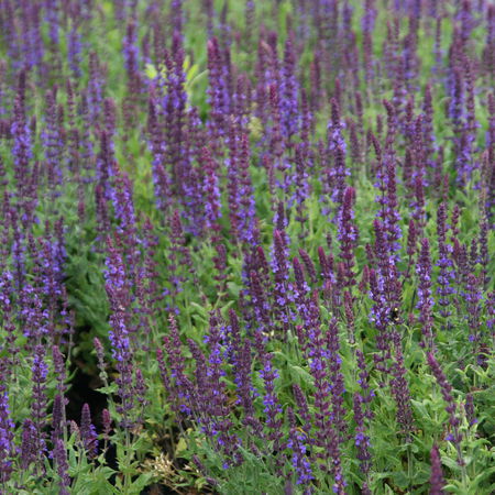 Salvia nemorosa 'BlaukÃ¶nigin'