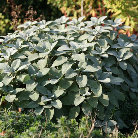 Salvia officinalis 'Berggarten'