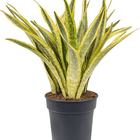 Sansevieria trifasciata 'Lauren'