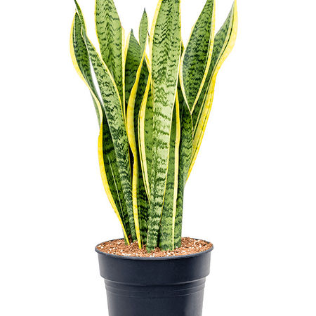 Sansevieria trifasciata 'Laurentii'