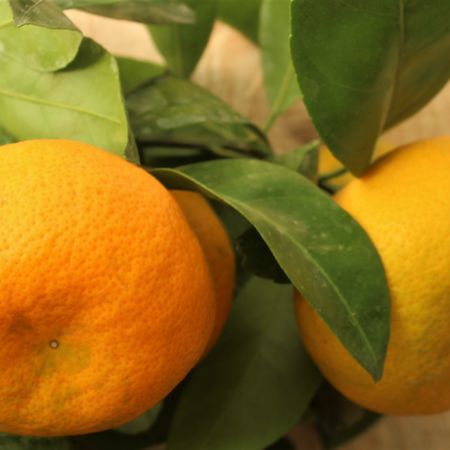 Satsuma-Mandarine