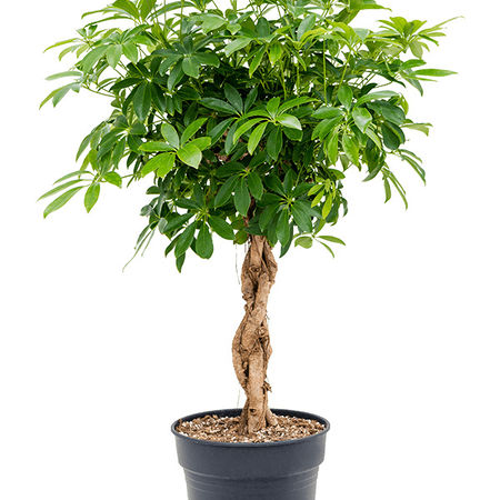 Schefflera arboricola 'Compacta'