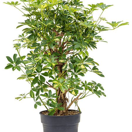 Schefflera arboricola 'Gold Capella'
