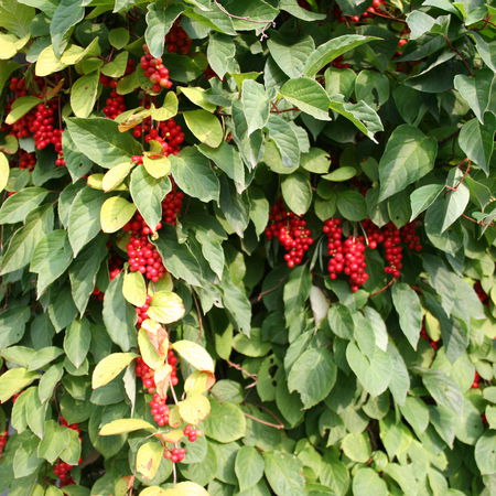 Schisandra 'Take 5'