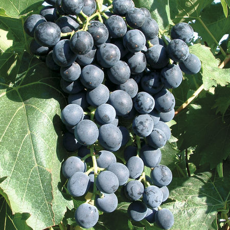 Schlaraffentraube Muscat bleu