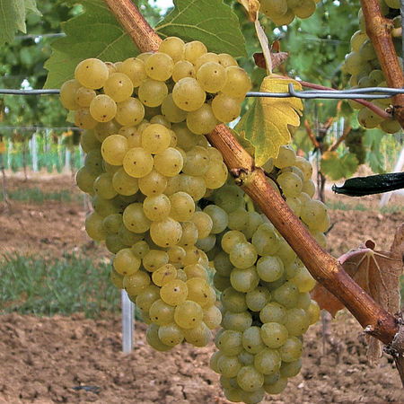Schlaraffentraube Seyval blanc
