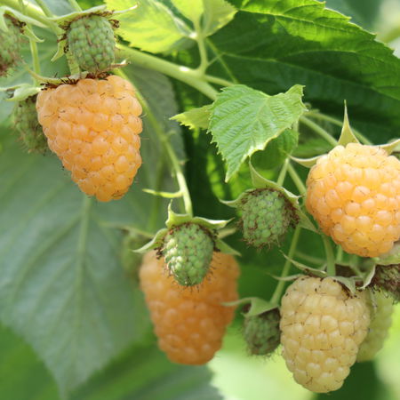 Herbsthimbeere SchlaraffiaÂ® 'Golddigger'Â®