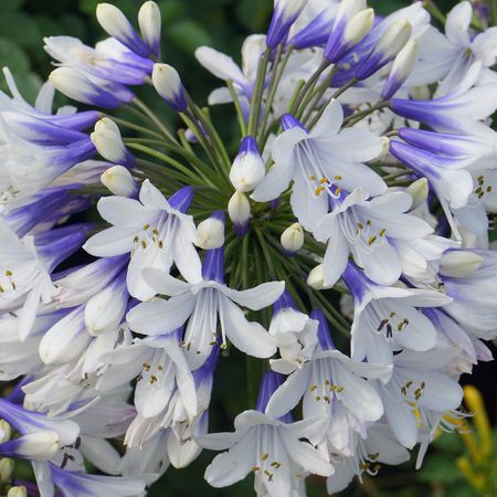 Agapanthus 'Twister'