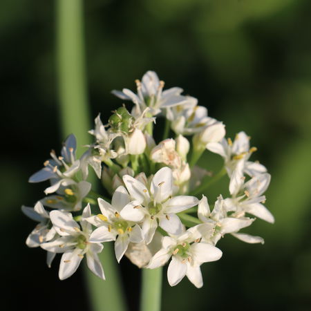 Schnittknoblauch