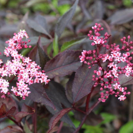 Sambucus nigra 'Black Beauty'Â®