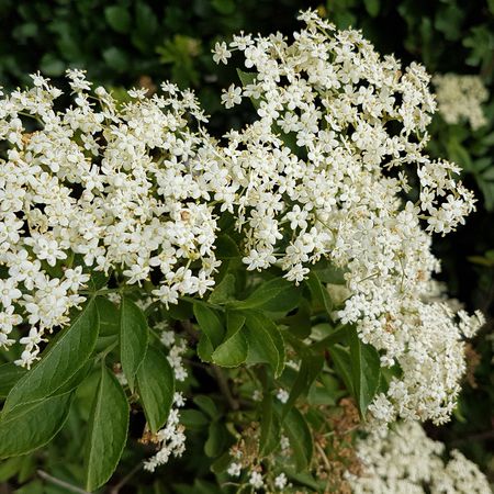 Sambucus nigra 'Haschberg'