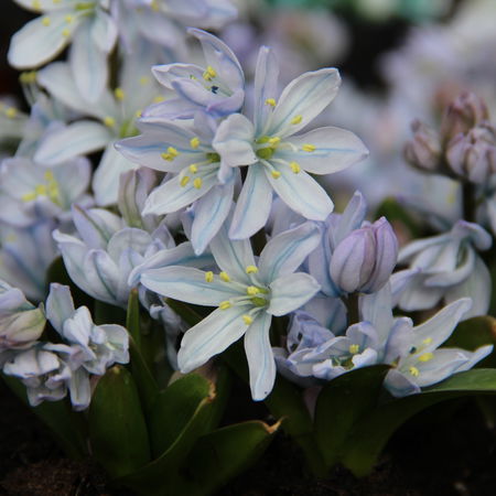 Kaukasischer Blaustern