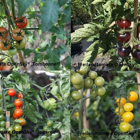 Selbstversorgerset Freilandtomaten 'No Problem'