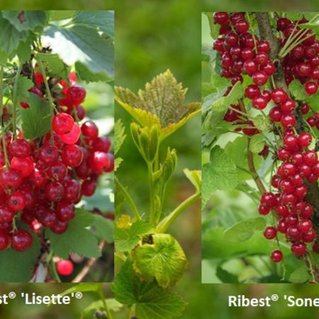 Selbstversorgerset Rote Johannisbeeren 'Profiertrag'