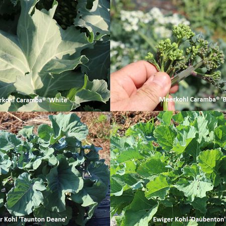 Selbstversorgerset Ewiger Kohl 'Alles Kohl oder was?'