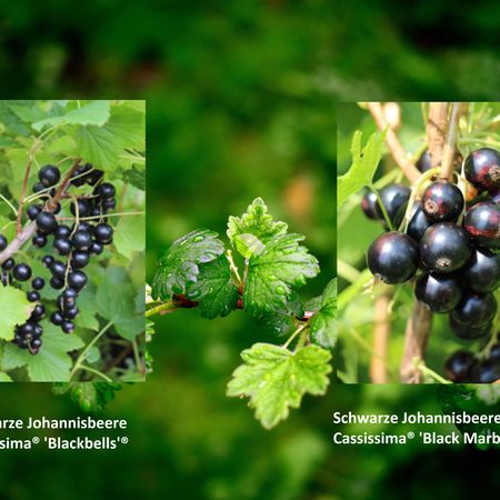 Selbstversorgerset Schwarze Johannisbeeren 'Profiertrag'