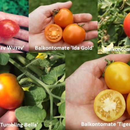 Selbstversorgerset Balkontomaten 'Terrassenparadies'