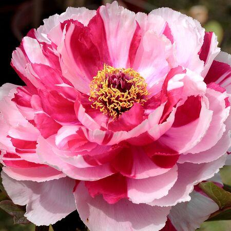 Paeonia x suffruticosa 'Shima Nishiki'