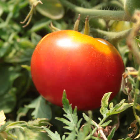 Balkontomate 'Silbertanne'