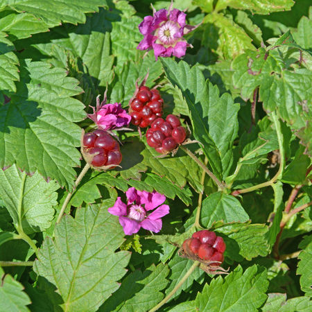 Allackerbeere 'Beata'
