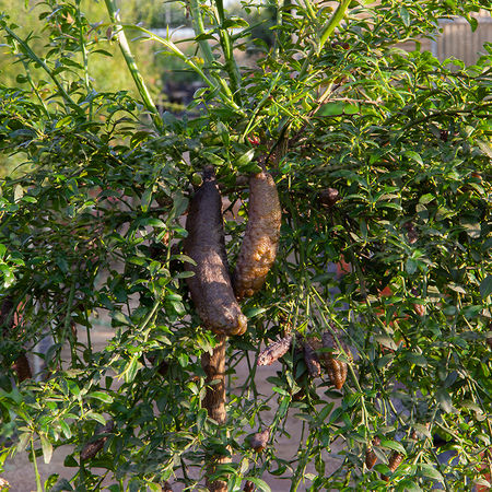 Rote Fingerlimette 'Ricks Red'