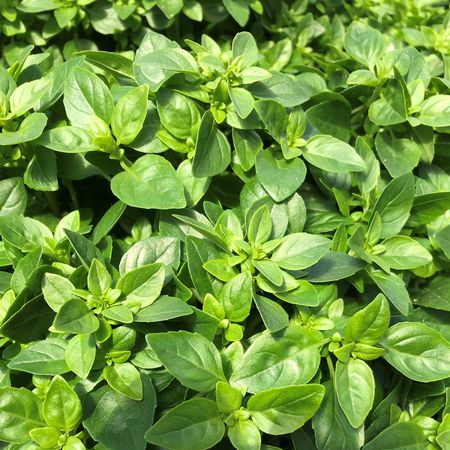 Basilikum 'Petit Green'