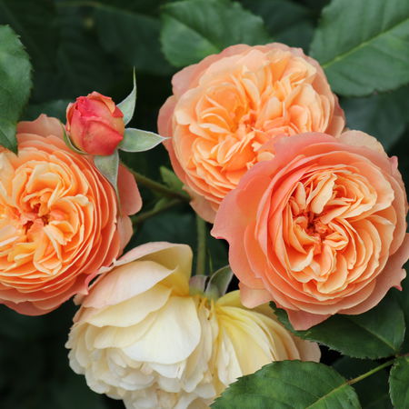 Rose 'Eveline Wild'Â® (im grossen Container)