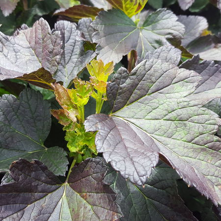Schwarze rotblÃ¤ttrige Johannisbeere Black'n'RedÂ® PremiereÂ®