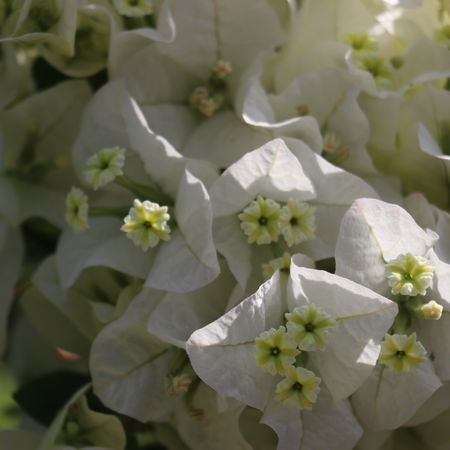 Bougainvillea 'Jamaica White'