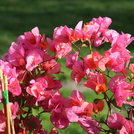 Bougainvillea 'Terracotta'