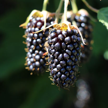 Brombeere 'Columbia Star'