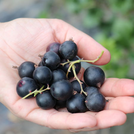 Jostabeere JodeliÂ® (ConfiÂ®Beere)