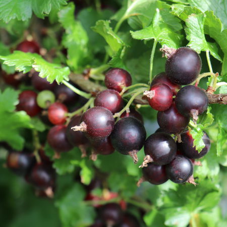 Jostabeere JogustoÂ® (ConfiÂ®Beere)