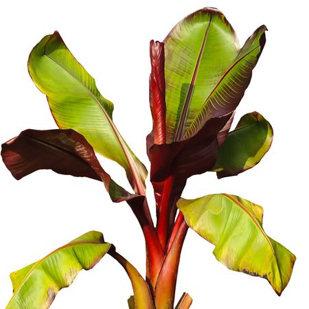 Darjeeling-Banane 'Red Tiger'