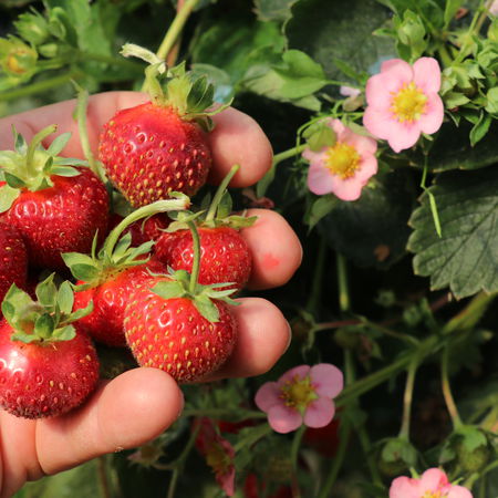 Gourmeterdbeere mit rosa BlÃ¼ten Double PleasureÂ® 'Delirose'Â®
