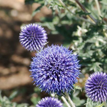 Kugeldistel