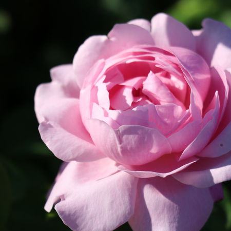 Englische Rose, Englische Strauchrose Mary Rose 