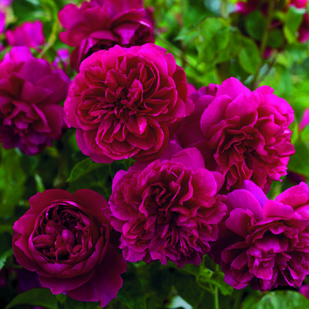 Rose 'Thomas Ã  BecketÂ®'