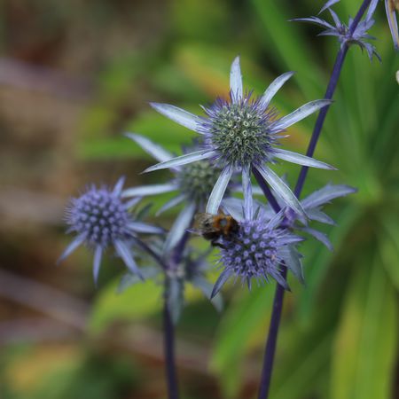 Eryngium planum 'Blaukappe'