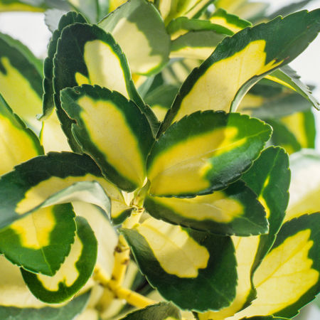 Euonymus fortunei 'Sunspot' (6er Set)