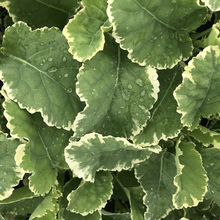 Ewiger Kohl 'Daubenton's Variegata'