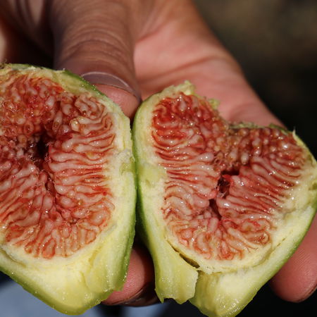 Feigenbaum 'Desert King'