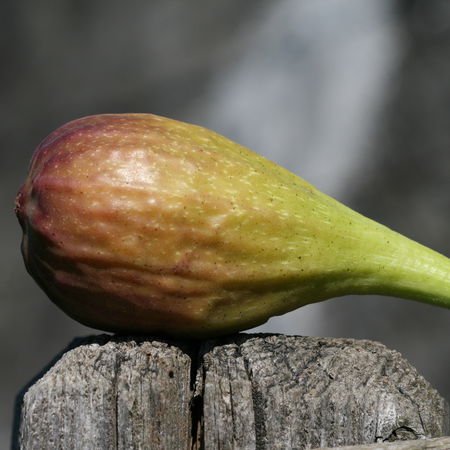 Feigenbaum GustisÂ® Longue d'Aout