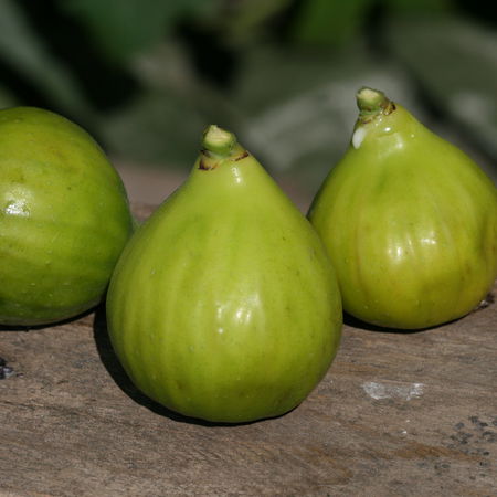 Feigenbaum Gentile