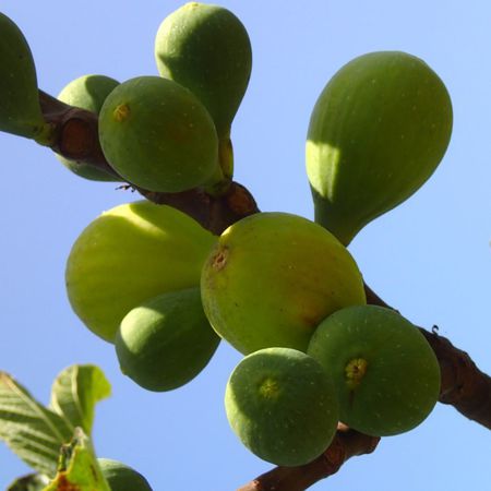 Feigenbaum Moscatel