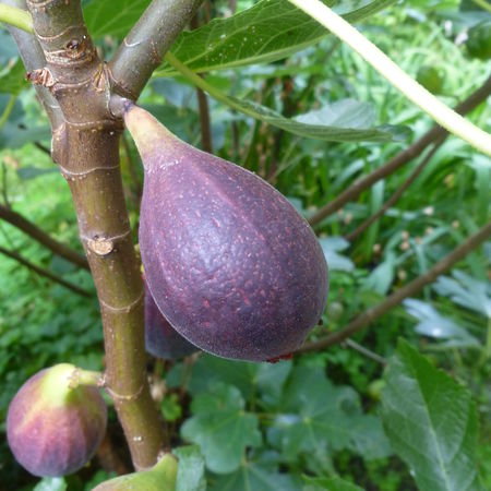 Feigenbaum Negronne (Synonym Califfo Blue)